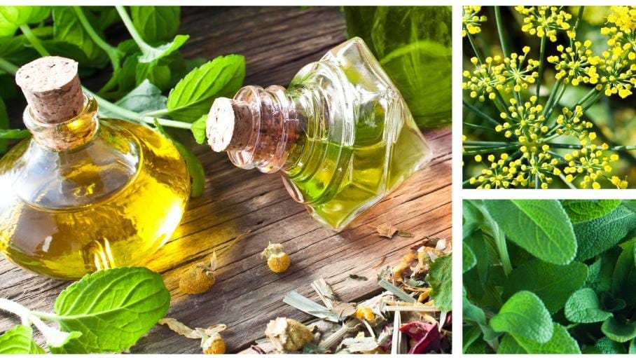 Role of Lifestyle and Diet in the Use of Herbal Supplements