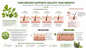 Diagram explaining how brahmi reduces cortisol and improves hair growth cycle